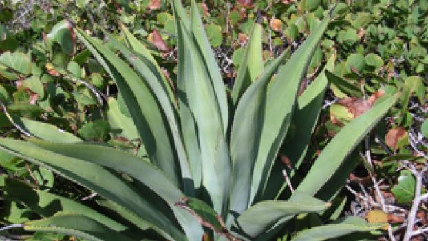 Agave on property